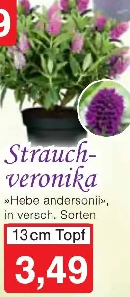 Wiglo Wunderland Strauchveronika Angebot