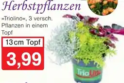 Wiglo Wunderland Herbstpflanzen Angebot