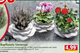 Norma Bepflanzte Steinrose Angebot