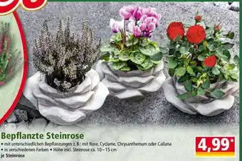 Norma Bepflanzte Steinrose Angebot