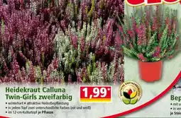 Norma Heidekraut Calluna Twin-Girls zweifarbig Angebot
