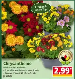 Norma Chrysantheme Angebot
