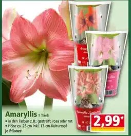 Norma Amaryllis 1 Trieb Angebot
