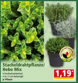 Norma Stacheldrahtpflanze/ Hebe Mix Angebot