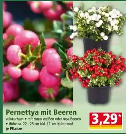 Norma Pernettya mit Beeren Angebot