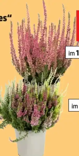 Thomas Philipps Beauty Ladies Calluna Angebot