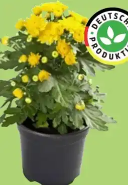 Thomas Philipps Chrysanthemen Patio Mum Angebot