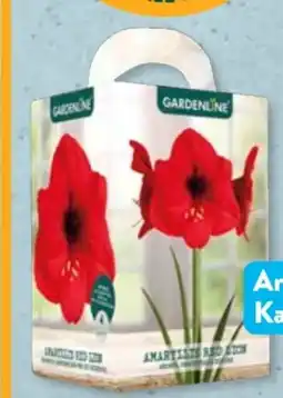 Aldi Süd Gardenline Amaryllis Angebot