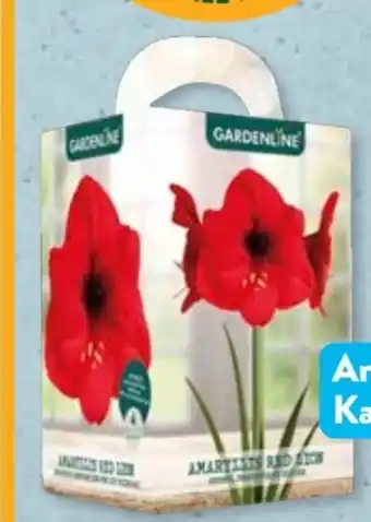 Aldi Süd Gardenline Amaryllis Angebot