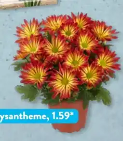 Aldi Süd Gardenline Chrysanthemen Angebot