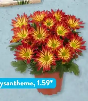 Aldi Süd Gardenline Chrysanthemen Angebot