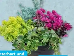 Aldi Süd Gardenline Sedum-Mix Angebot