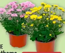 Aldi Nord Gardenline Chrysanthemen Angebot