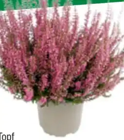 toom Baumarkt Toom Knospenheide Gardengirls Angebot