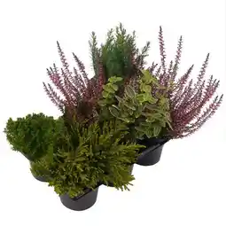 toom Baumarkt Herbstpflanzenmix Angebot