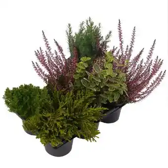 toom Baumarkt Herbstpflanzenmix Angebot