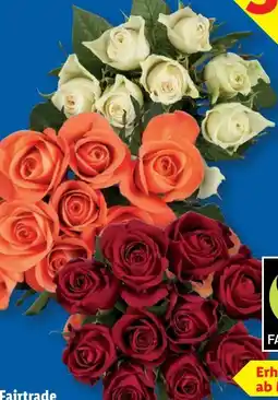 Lidl Fairtrade-Rosen Angebot