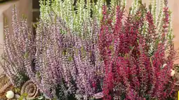 Hagebau Garden Girls Knospenheide Angebot