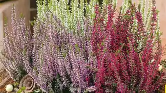 Hagebau Garden Girls Knospenheide Angebot