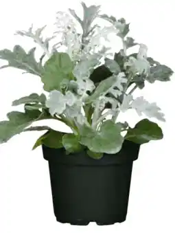 Hagebau Silberblatt Angebot