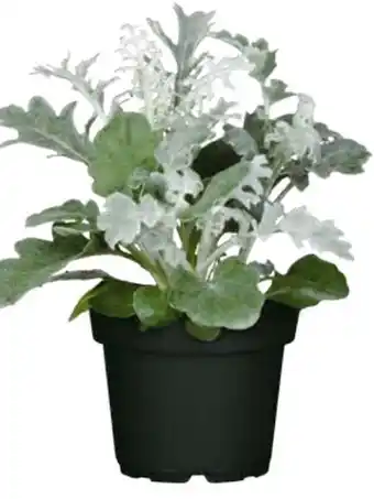Hagebau Silberblatt Angebot