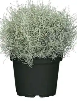 Hagebau Silberdraht Angebot