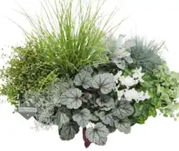 Hagebau Herbstpflanzen Me-Tallica Angebot