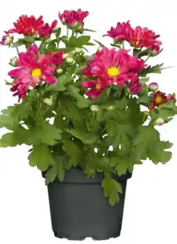 Hagebau Herbstchrysantheme Angebot