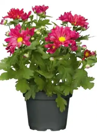 Hagebau Herbstchrysantheme Angebot