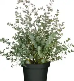 Hagebau Eukalyptus Angebot