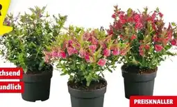 Hagebau Strauchveronika Angebot