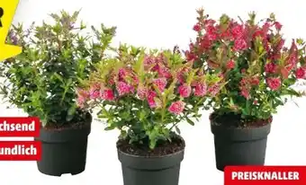 Hagebau Strauchveronika Angebot