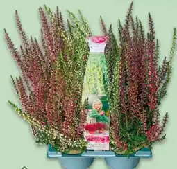 NETTO Beauty Ladies Calluna Angebot