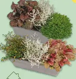 NETTO Bepflanzter Herbst-Balkonkasten Angebot