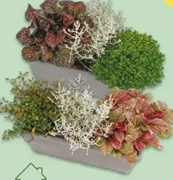 NETTO Bepflanzter Herbst-Balkonkasten Angebot
