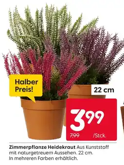 Rusta Zimmerpflanze heidekraut Angebot