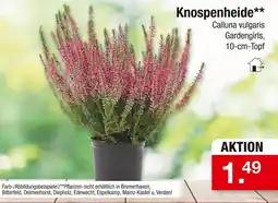 Zimmermann Knospenheide Angebot