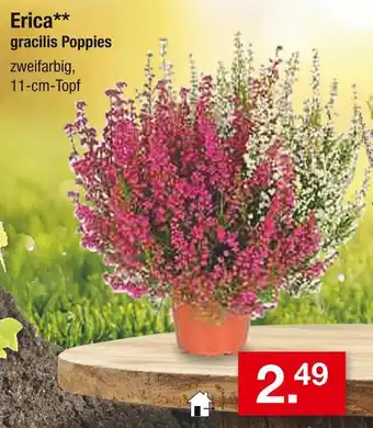 Zimmermann Erica gracilis poppies Angebot