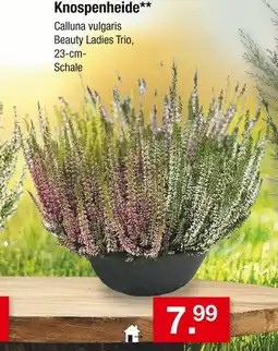 Zimmermann Knospenheide Angebot