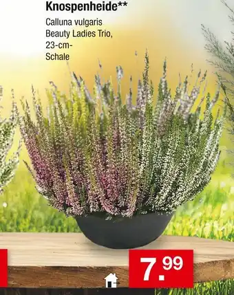 Zimmermann Knospenheide Angebot