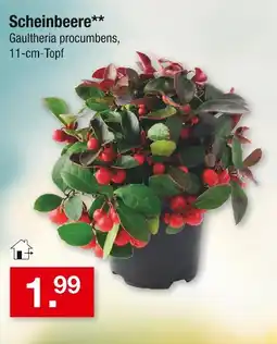 Zimmermann Scheinbeere Angebot
