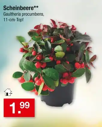 Zimmermann Scheinbeere Angebot