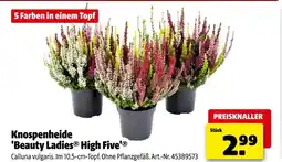 Hagebau Knospenheide 'beauty ladies high five' Angebot