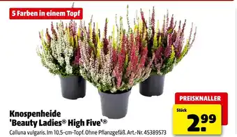 Hagebau Knospenheide 'beauty ladies high five' Angebot