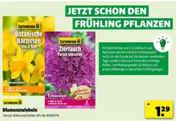 Hagebau Gartenkrone botanische narzissen tête à tête Angebot