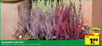 Hagebau Knospenheide 'garden girls' Angebot