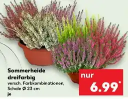 Kaufland Sommerheide dreifarbig Angebot