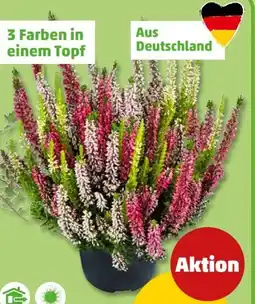 PENNY Besenheide Angebot