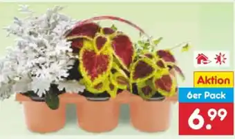 Netto Marken-Discount Herbst-Mix Angebot