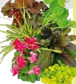 BayWa Herbstgarten Angebot